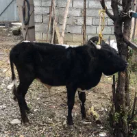 گاو نره سر شاخی|حیوانات مزرعه|چالوس, |دیوار