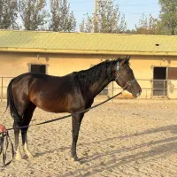 کره اسب نریان آگودتا دوسرخارجی ۳ساله و نیم|اسب و تجهیزات اسب‌سواری|شهریار, اسکمان|دیوار