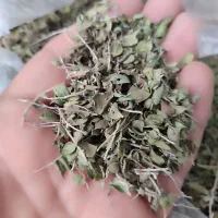 آویشن پهن کوهی