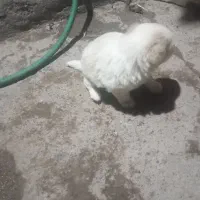 توله سگ|سگ|بم, |دیوار