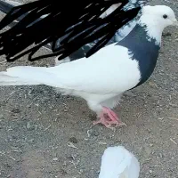 دوعدد طوقی ماده کلاهی عروسک|پرنده|گنبکی, |دیوار