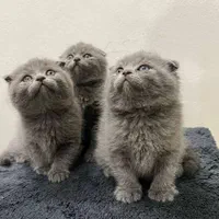 نمایشگاه /گربه /دامپزشکی|گربه|تهران, جنت‌آباد مرکزی|دیوار