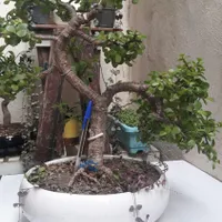 بنسای خرفه کراسولا|گل و گیاه طبیعی|رشت, باهنر|دیوار