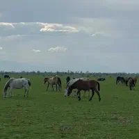 تور یک روزه
