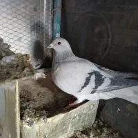 ماده سبز دمسفید