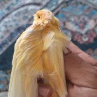 قناری نر تن نخورده