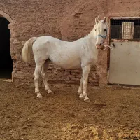 اسب مادیان کرد