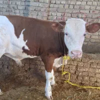 گوساله نر