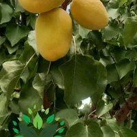 نهال زردآلو شاهرودی گلدانی (سبزوار نهال)|گل و گیاه طبیعی|سبزوار, کهنه آب|دیوار