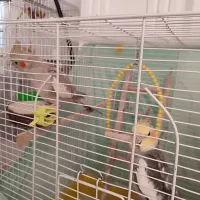 جفت عروس هلندی جوان معاوضه با اردک یا غاز