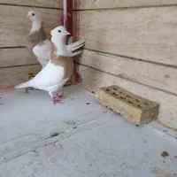 کبوتر طوقی|پرنده|اصفهان, بوستان ناژوان|دیوار