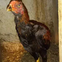 خروس لاری دو سر افغان خالص