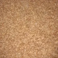 فروش گندم