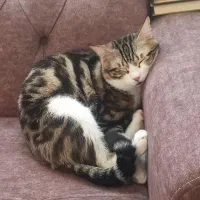 گمشده** مژدگانی ۱۰ میلیون|حیوانات|الوند, |دیوار