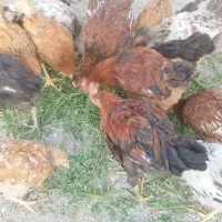 جوجه محلی ۶ماهه