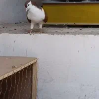 ساده کلاق سرخ نر|پرنده|گنبد کاووس, |دیوار