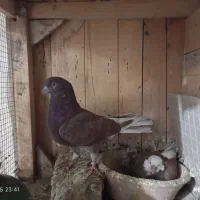 نر سرخ عالی با دوتا جوجش