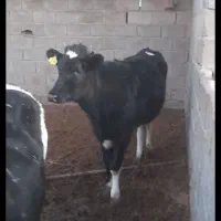 تلیسه داشتی