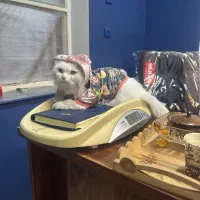 واگذاری گربه پرشین|گربه|دزفول, |دیوار