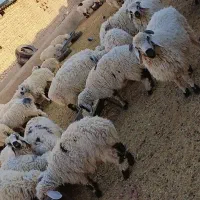 بره پر و چاق