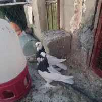 کبوتر طوقی گلی سبز سینه طافطه|پرنده|شیراز, آزادی|دیوار