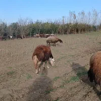 گوسفند میش بروجردی و بره قوچ عروسک|حیوانات مزرعه|گرگان, |دیوار