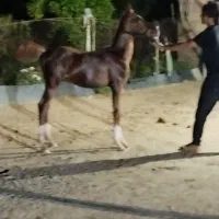 اسب یکسر وارداتی .