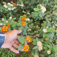 گل کاغذی  ، شاهپسند و شمعدونی|گل و گیاه طبیعی|گرگان, |دیوار