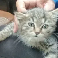 گربه ملوس|گربه|زرقان, |دیوار