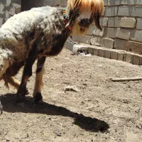 بره ماده اصل بختیاری