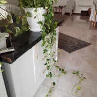 گل و گیاه اپارتمانی|گل و گیاه طبیعی|تهران, المهدی|دیوار