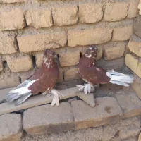 کفتر|پرنده|قم, شهر قائم|دیوار