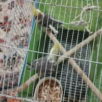 ویژه ویژه عروس هلندی|پرنده|اسلامآباد غرب, |دیوار