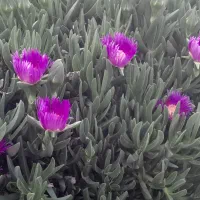کلیه خدمات. باغبانی. وسم پاشی|خدمات باغبانی و درختکاری|اصفهان, سپاهان‌شهر|دیوار