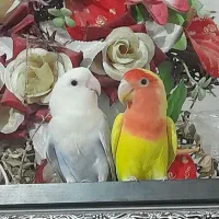 یک جفت طوطی کوتوله|پرنده|زابل, |دیوار