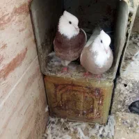 دهاقان ،کبوتر طوقی|پرنده|دهاقان, |دیوار