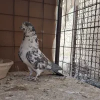 دو عدد ماده پرشی