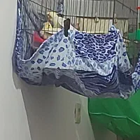 عروس هلندی|پرنده|امیدیه, |دیوار