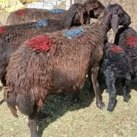 میش