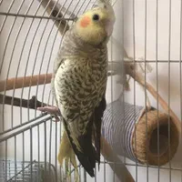 عروس گل باقالی ماده