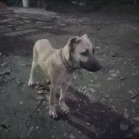 توله سگ ۳ماهه سراب