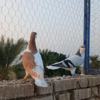 دو عدد چپ و راست