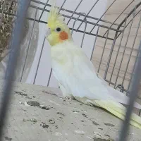 عروس هلندی بشرط