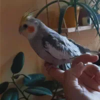 عروس هلندی گم شده|پرنده|مهاجران, |دیوار