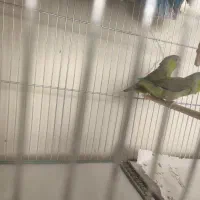 طوطی با نمک