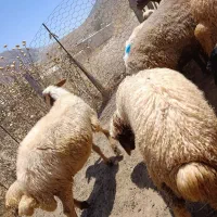 گوسفند و بره