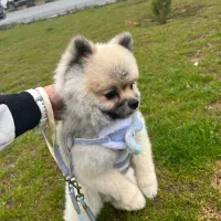 فقط جفت گیری (نرهستش ) پامر خرصی ۶دانگ