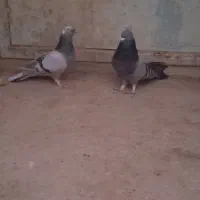 ماده پر نر سبز پر|پرنده|بابا حیدر, |دیوار