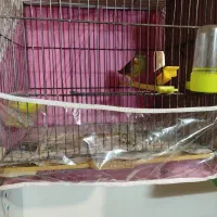 تعداد قناری سهره همه نر|پرنده|مشهد, چهنو|دیوار