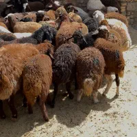 فروش بره‌ نر و ماده